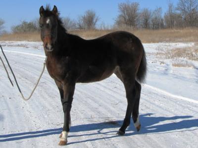 Whiskey Up Bandit JW<br>AQHA 5643606